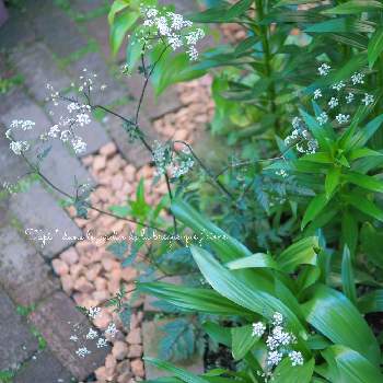 アンスリスクス ラベンスウィングの投稿画像一覧 Greensnap グリーンスナップ