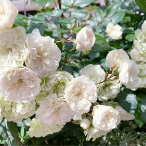 ミニバラ・グリーンアイス,花壇,富山支部,ばら バラ 薔薇,紺色の白鳥の花壇の画像
