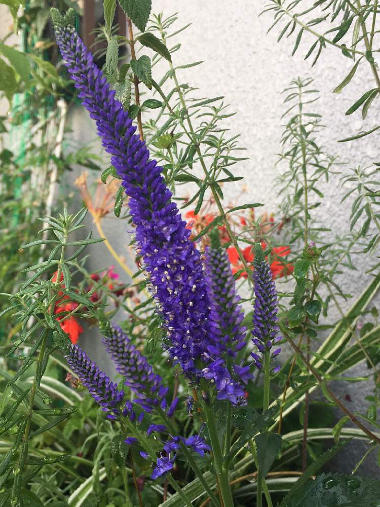 ベロニカの投稿画像 By Mikiとららさん ベロニカ ブルーブーケと綺麗 とお花満開 と季節を楽しむとうれしい とありがとう と可愛い と綺麗 な咲き方と青い花と元気もらえると素敵な色合いと美しいと癒されると花のある暮らし 21月6月7日 Greensnap