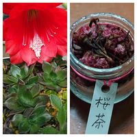 ブラックプリンス,孔雀サボテン,赤い花,朝日を浴びて,うまっ♡の画像