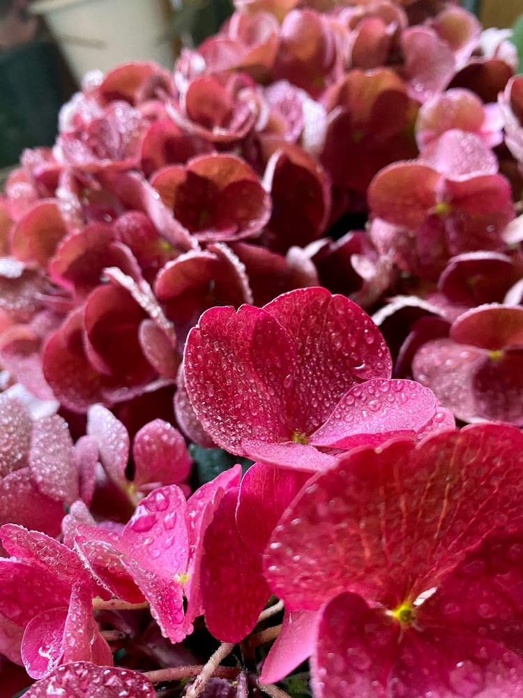 アジサイの投稿画像 By さいたまさん 紫陽花 クイーンズレッドとバルコニー ベランダと紫陽花が好き と塩原花園と紫陽花 友の会と紫陽花が好きと花びら の魅力 と紫陽花が好き と塩原花園と紫陽花 友の会と紫陽花が好きと花びらの魅力 21月6月7日 Greensnap