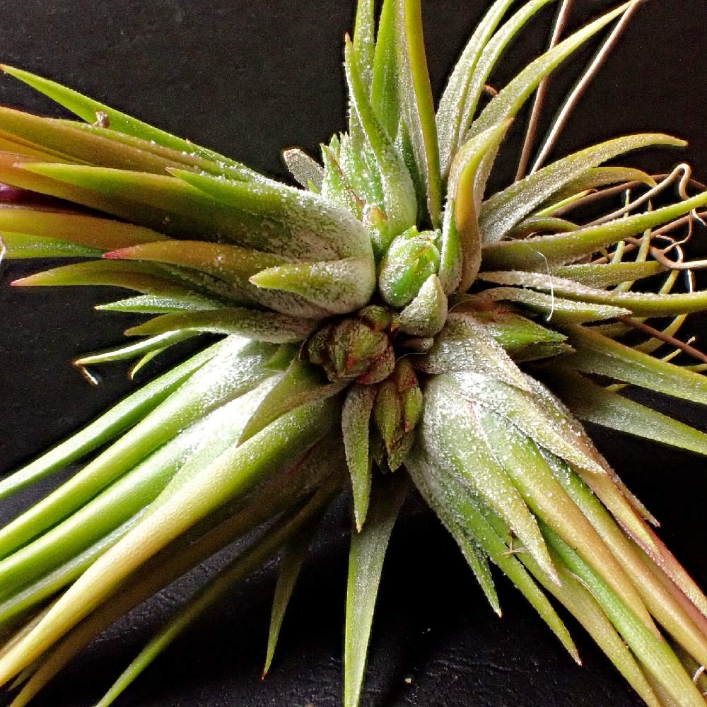 Tillandsia Ionantha Fuego の投稿画像 By 熊みたいな熊さん 観葉植物と食虫 植物と室内栽培専門と室内栽培と草植系男子とおうち園芸とマクロ撮影と増えたと珍奇植物とエアプランツとled栽培とエアープランツ チランジア 21月6月7日 Greensnap グリーンスナップ