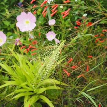 花丁子 ラッセリア の投稿画像一覧 Greensnap グリーンスナップ