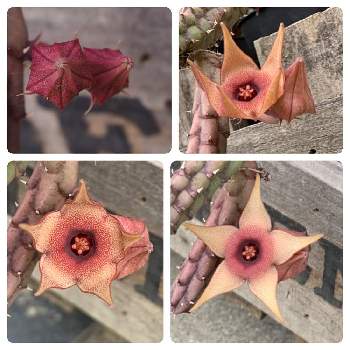 フェルニア プロクンベンスの投稿画像一覧 Greensnap グリーンスナップ