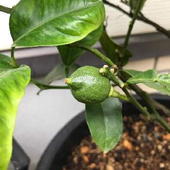 柑橘苗の投稿画像一覧 Greensnap グリーンスナップ