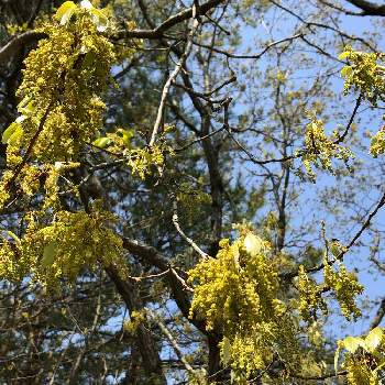 どんぐりの花の投稿画像一覧 Greensnap グリーンスナップ