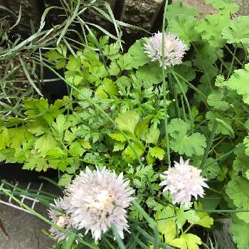 イタリアンパセリの投稿画像一覧 Greensnap グリーンスナップ