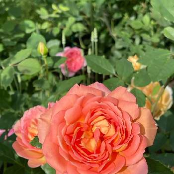 バラ ボスコベルの画像 by ブルーネストさん | 小さな庭とイングリッシュローズとイングリッシュローズとDA ボスコベルとDA レディオブシャロットとバラ ボスコベルとばら バラ 薔薇とオレンジ色の花とレディ　オブ　シャロットとつるバラとおうち園芸と香る花とイングリッシュ・ローズとデビッドオースティンとバラが好きとロザリアンとアプリコット色の花