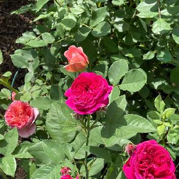 バラ ボスコベルの画像 by ブルーネストさん | 小さな庭とイングリッシュローズとDA ダーシーバッセルとDA ボスコベルとメアリーローズと書いてあるが違うとバラ ボスコベルと薔薇ダーシー•バッセルとばら バラ 薔薇とコーラル色の花とおうち園芸と香る花とイングリッシュ・ローズとデビッドオースティンとバラが好きと濃いピンクの花とロザリアン