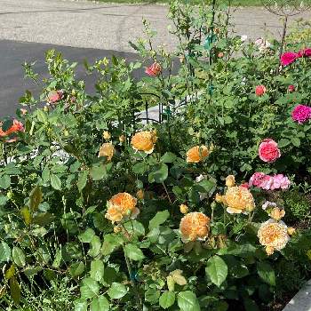 バラ ボスコベルの画像 by ブルーネストさん | 小さな庭とイングリッシュローズとバラ ボスコベルと薔薇ダーシー•バッセルとアンシェントマリナーとばら バラ 薔薇とオレンジ色の花とピンクの花とレディ　オブ　シャロットとコーラル色の花とつるバラとおうち園芸と香る花とハーブとイングリッシュ・ローズとデビッドオースティンとバラが好きと濃いピンクの花とロザリアンとアプリコット色の花とオリビアローズオースティン❤️