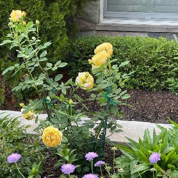 揺れる花の画像 by ブルーネストさん | 小さな庭とアスターとスカビオサとユリとイングリッシュローズとピンクッションフラワーとDA ゴールデンセレブレーションと紫色の花とおうち園芸と揺れる花とイングリッシュ・ローズとゴールデン セレブレーションとデビッドオースティンと黄色の花とバラが好きとロザリアン