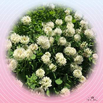クローバーのお花の画像 by ポリッピーさん | しろつめくさ(クローバー)ときれいだね〜〜❣️としろつめくさとお花は人を元気にすると近所散歩とクローバーのお花とお花のある生活と白い花