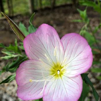 昼咲月見草 エノテラ スペキオサ の投稿画像一覧 Greensnap グリーンスナップ