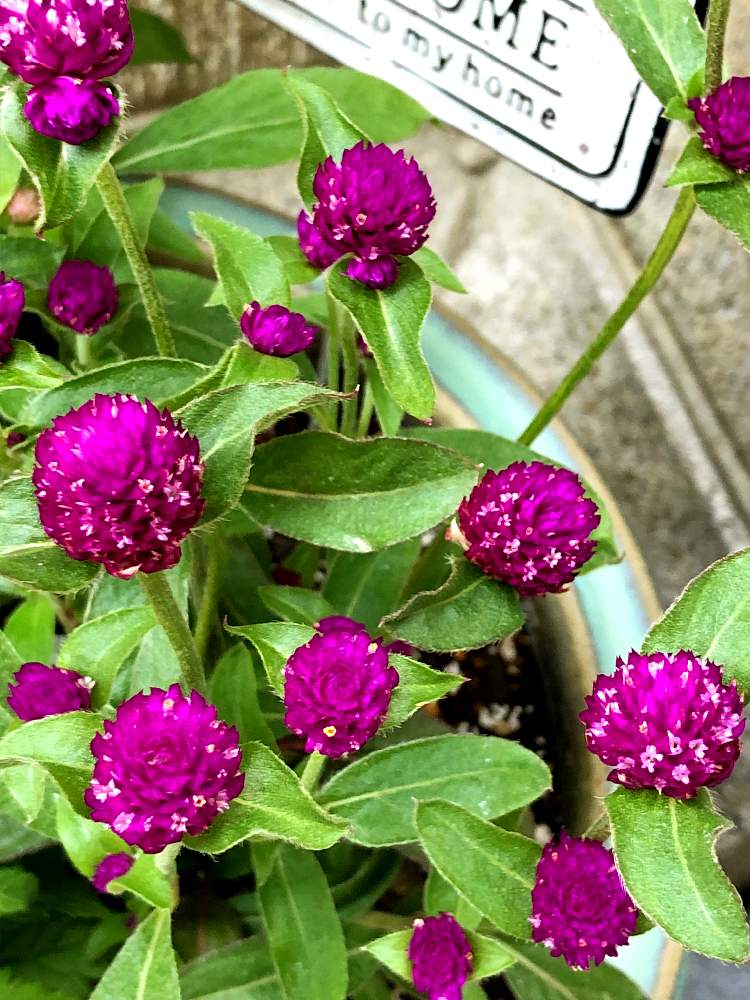 千日紅ラスベガスの投稿画像 By ヒヨコの宝壺さん 花のある暮らし 21月6月8日 Greensnap グリーンスナップ