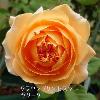 クラウンプリンセスマルガリータの投稿画像一覧 Greensnap グリーンスナップ