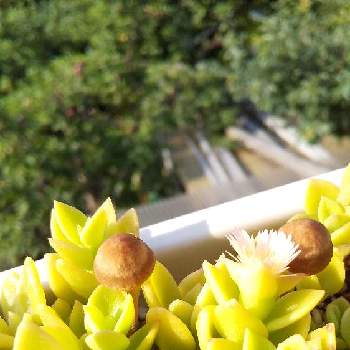 ベビーサンローズ黄花の画像 by シャロンさん | バルコニー/ベランダとベビーサンローズ黄花とバルコニスト