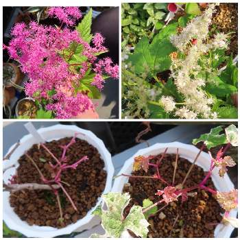 京 鹿の子の投稿画像一覧 Greensnap グリーンスナップ