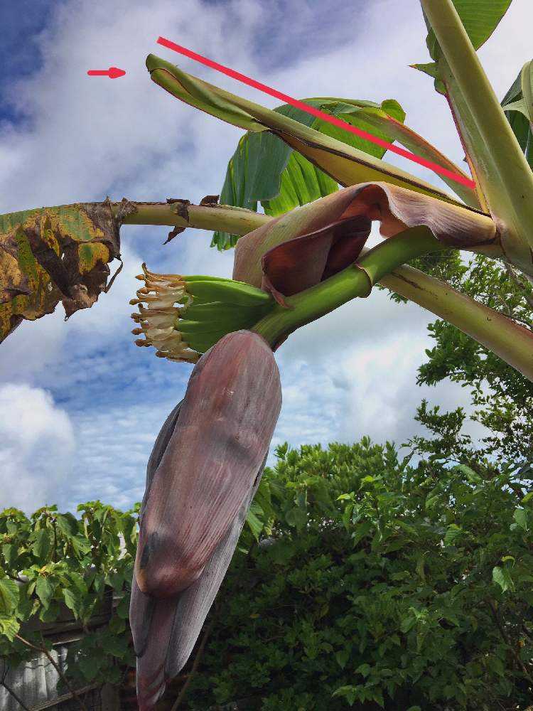 島バナナ 苗植えつけから収穫までの1年半の奮闘記 Greensnap グリーンスナップ