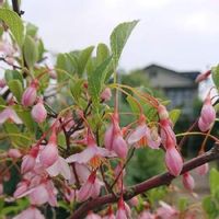 ハナカイドウ 花海堂 の育て方 植え付けや植え替え時期 剪定方法は Greensnap グリーンスナップ