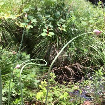 アリウム丹頂の投稿画像一覧 Greensnap グリーンスナップ