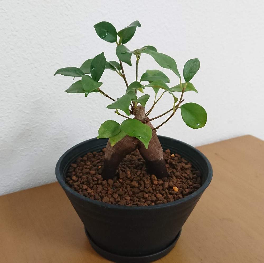 ガジュマルの投稿画像 By Rioさん 観葉植物と植え替えと初心者と根っこと部屋とオリジナルブレンド培養土と鹿沼土と赤玉土と軽石と可愛いと観葉植物 と植え替えと初心者と根っことオリジナルブレンド培養土と鹿沼土と赤玉土と軽石と可愛い 21月6月8日 Greensnap ガジュマルの投稿画像 By Rioさん 観葉植物と植え替えと初心者と根っこと部屋とオリジナルブレンド培養土と鹿沼土と赤玉土と軽石と可愛いと観葉植物 と植え替えと初心者と根っことオリジナルブレンド培養土と鹿沼土と赤玉土と軽石と可愛い 21月6月8日 Greensnap