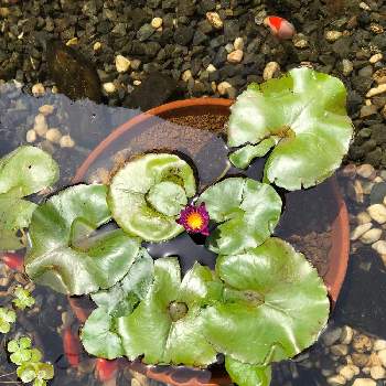 水辺植物の画像 by ジャスミン:*･゜ﾟ･*さん | 小さな庭と睡蓮とGSでお買い物と紫色の花とビオトープと水辺植物と愛らしい花