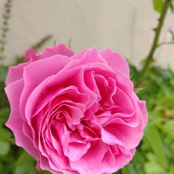 薔薇 レオナルド・ダ・ヴィンチの画像 by テカひめさん | 小さな庭とバラと薔薇 レオナルド・ダ・ヴィンチ
