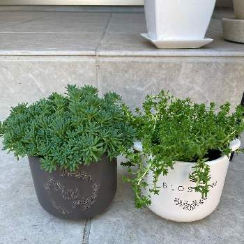 北玄関の投稿画像一覧 Greensnap グリーンスナップ