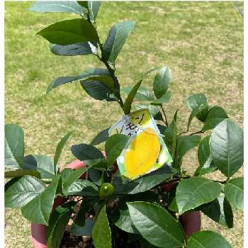 レモン　リスボンの画像 by みんみんさん | 小さな庭とレモンの木とレモン　リスボン