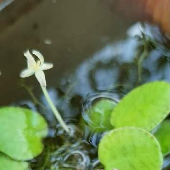 アマゾンフロッグピットの花の投稿画像一覧 Greensnap グリーンスナップ