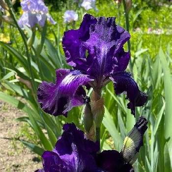 濃い紫色の画像 by 鯉太郎さん | ジャーマンアイリスとお庭と紫のお花と濃い紫色と青・紫系