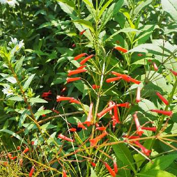 花丁子 ラッセリア の投稿画像一覧 Greensnap グリーンスナップ