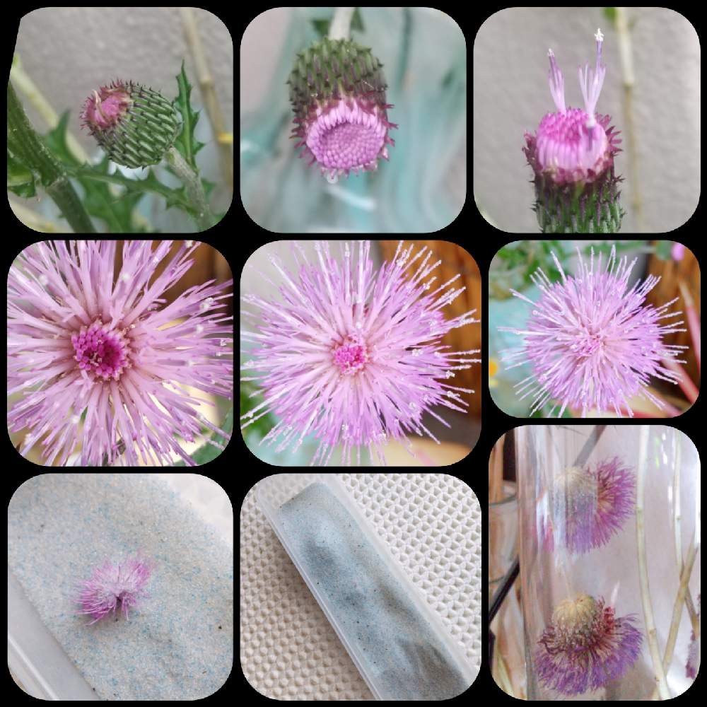 アザミの投稿画像 By C Demiさん ドライフラワーとハンドメイドと雑貨とシリカゲル 21月6月8日 Greensnap グリーンスナップ