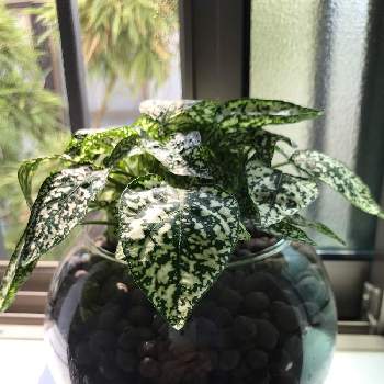 浴室の投稿画像一覧 Greensnap グリーンスナップ