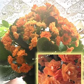 ベンケイソウ科カランコエ属の画像 by あきちゃんさん | カランコエ❤︎とオレンジ色の花と室内組とお花が好き♡と咲いてますとお部屋で楽しもうと花のある暮らしと頂き物とベンケイソウ科カランコエ属とかわいいお花