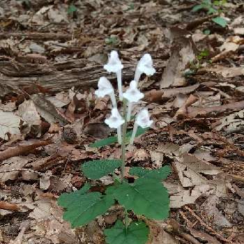 タツナミソウ 白の投稿画像一覧 Greensnap グリーンスナップ