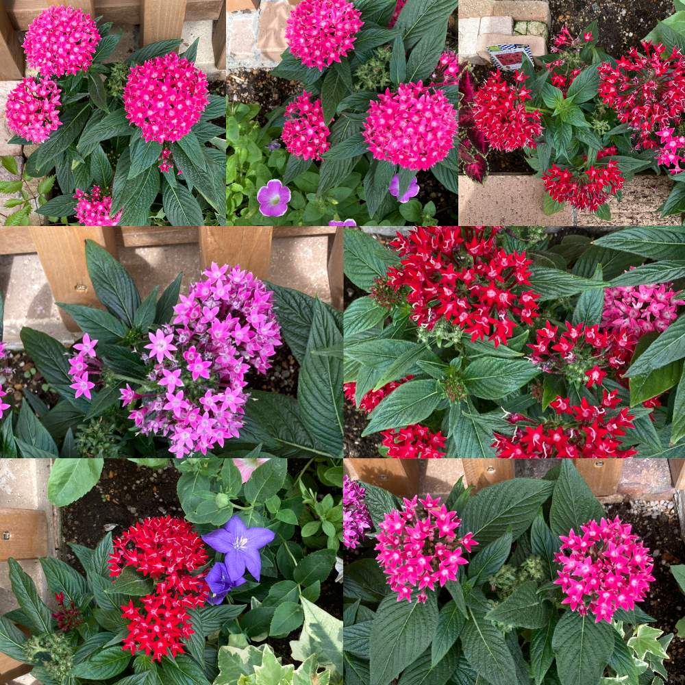 ペンタスの投稿画像 By うじきんときさん アニメーション前花壇とアニメーション前花壇 21月6月8日 Greensnap グリーンスナップ Greensnap グリーンスナップ