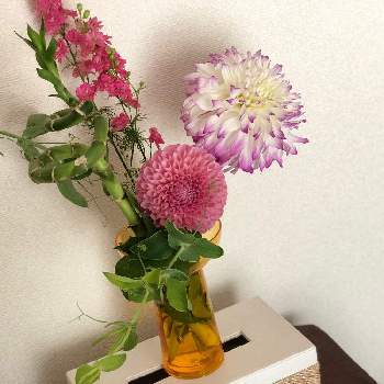 ダリア 幸せの花嫁の投稿画像一覧 Greensnap グリーンスナップ