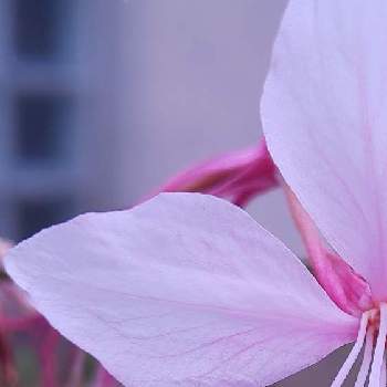 ガウラ（ピンク）の画像 by ❦THE HERMIT❦さん | お出かけ先とガウラ（ピンク）と光輝く花と赤朱紅とピンクの花と薄桃色と元気❗❗と小さい花々とピンクと優しい薄桃色と本来の色と秘密のpicと大好きな花とヒカリ