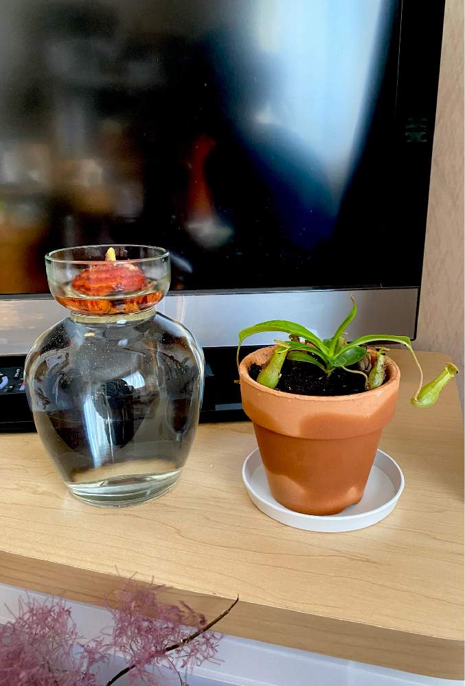 グラジオラスの投稿画像 By Rchanさん ウツボカズラと観葉植物と食虫植物と花のある生活と球根と水耕栽培と花のある暮らしと花束 21月6月8日 Greensnap グリーンスナップ