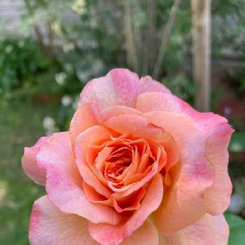 アウグスタ ルイーゼの画像 by さぁやさん | 小さな庭とバラ アウグスタ ルイーゼとアウグスタ ルイーゼとばら バラ 薔薇と香りが良いと元気をもらうものと花に魅せられてと可愛すぎる♡と花のある暮らしとバラを楽しむ