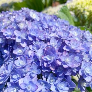 アジサイ・テマリテマリ,花壇,紫陽花 アジサイ あじさい,富山支部,紺色の白鳥の花壇の画像