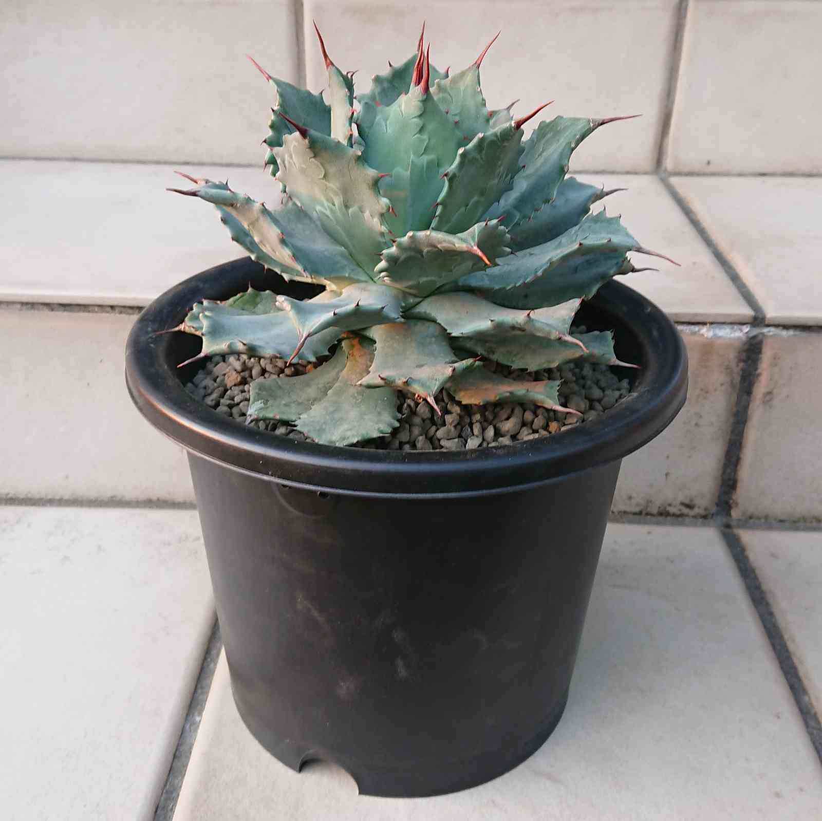 アガベ 雷神の植え替え｜🍀GreenSnap（グリーンスナップ）