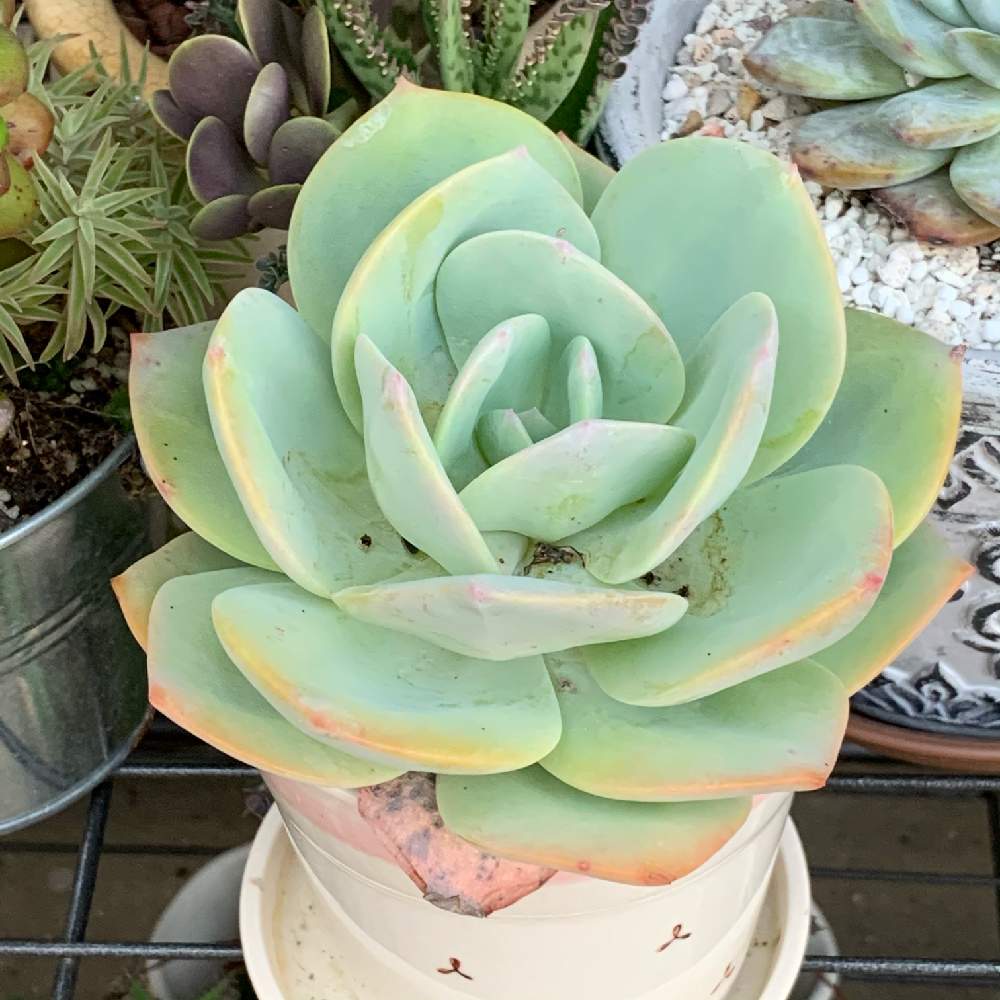 白鳳の投稿画像 by ちきさん｜エケベリア 白鳳と多肉植物とエケベリア属とおうち園芸 (2021月6月8日)｜🍀