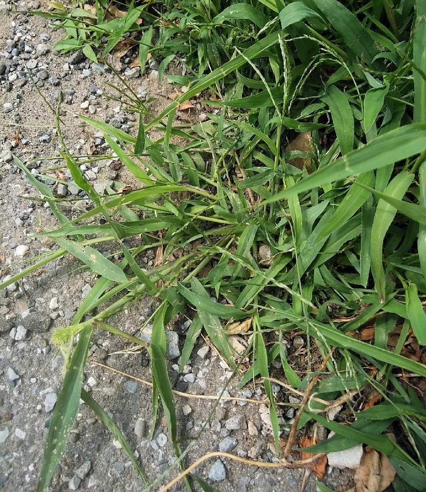 イネ科の植物 ２ 21初夏5月 6月中旬 Greensnap グリーンスナップ