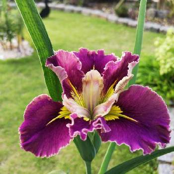 Iris　アイリスの画像 by bupureさん | 小さな庭とアイリスの花とIris　アイリスとルイジアナ　アイリス
