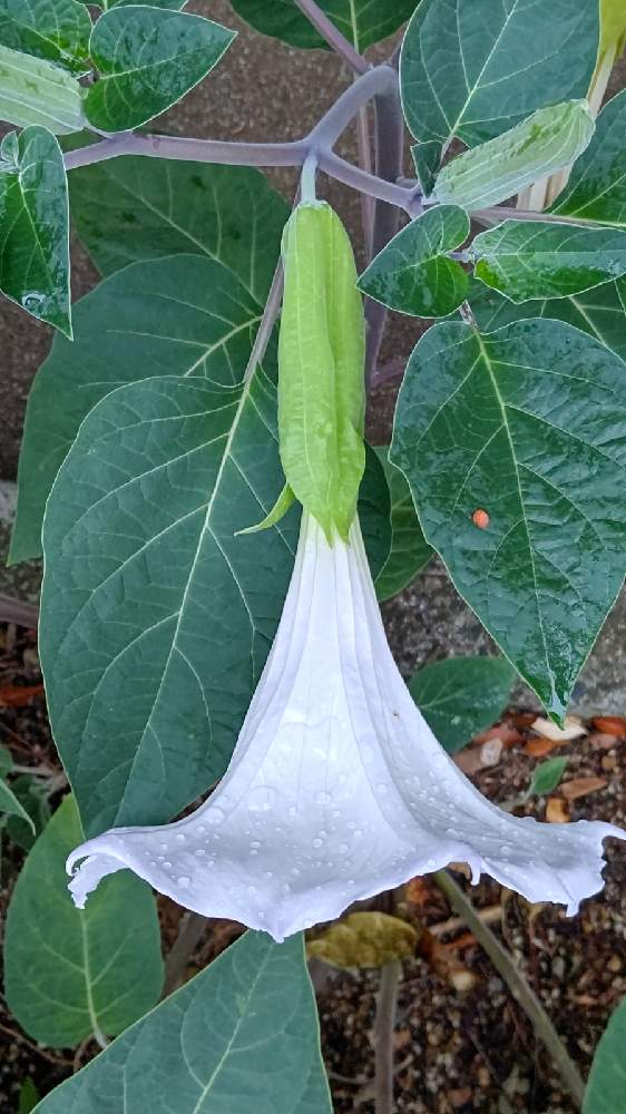 ダチュラの投稿画像 By Natsumenobabaさん 白い花と花散歩と今日のお花 21月6月8日 Greensnap グリーンスナップ