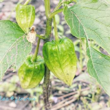 ホオズキ属の投稿画像一覧 Greensnap グリーンスナップ