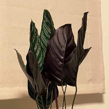 カラテア サンデリアーナの投稿画像一覧 Greensnap グリーンスナップ