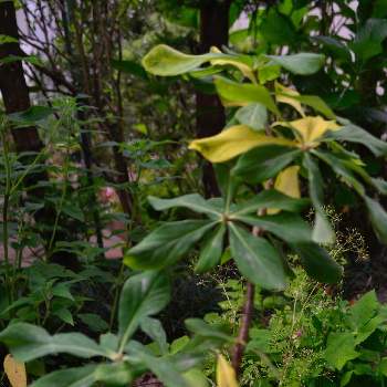 ナツボウズの画像 by HEATHさん | 小さな庭とナツボウズとオニバシリとプランター植えと常緑小低木とジンチョウゲ科